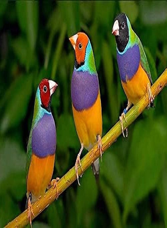 TRADESK Anky Birds Toy Colorful Non Toxic, Edible Chewing Toy for Conures, Senegal, African Grey, Macaws, Cockatoo, Eclectus, Parakeets, Parrots and Other Birds Wooden Training Aid for Bird - Image 4